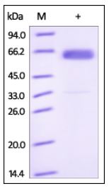 Human Frizzled-4, Fc Tag on SDS-PAGE under reducing (R) condition. The gel was stained overnight with Coomassie Blue. The purity of the protein is greater than 95%.